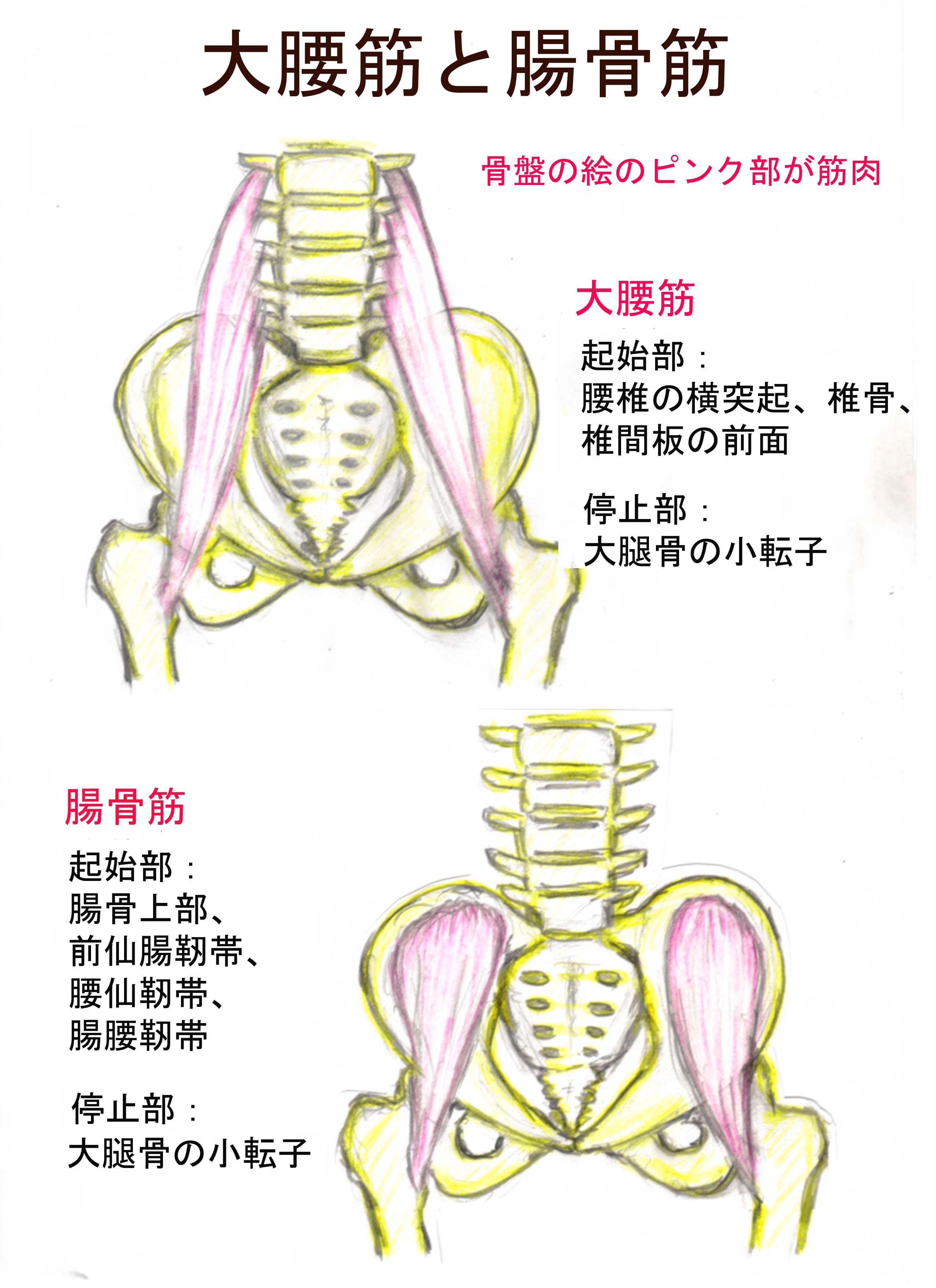 大腰筋 と 腸骨筋 癒術院 ゆじゅついん 健体レポート